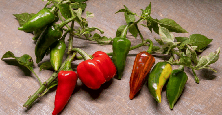 13 Heirloom Peppers With Mild Heat and Great Garden Aroma