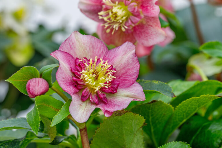15 Plants That Tolerate Frost And Still Put On New Growth