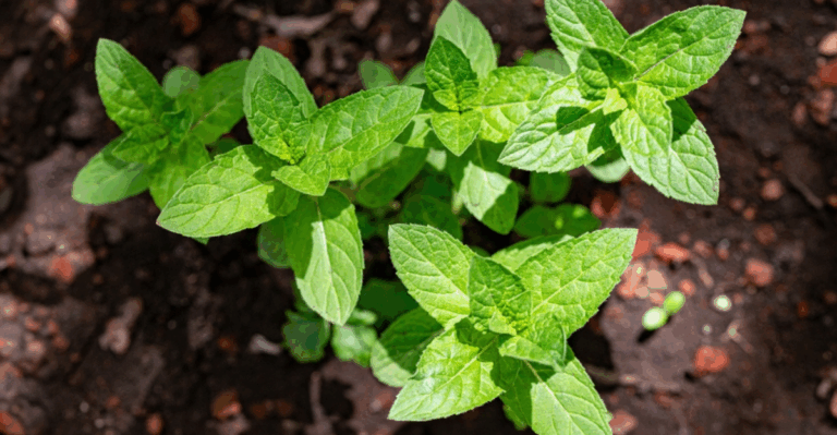 13 Herbs That Can Handle an Early Start Outdoors