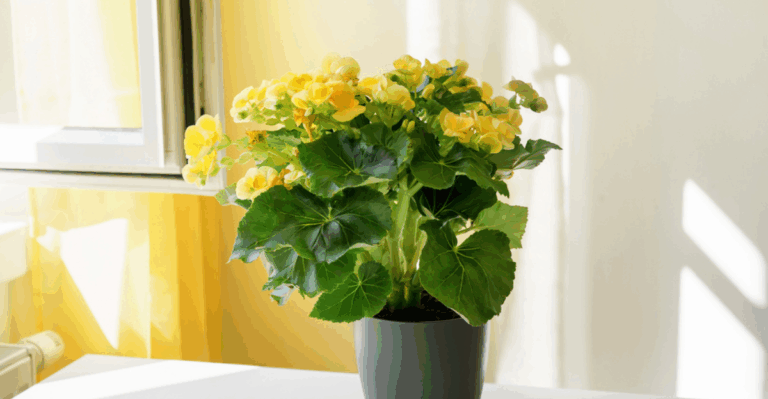 18 Houseplants That Perk Up When Days Start Getting Longer