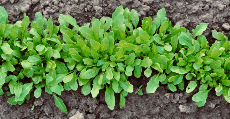 12 Leafy Greens That Like Cool Soil More Than Warm Sun