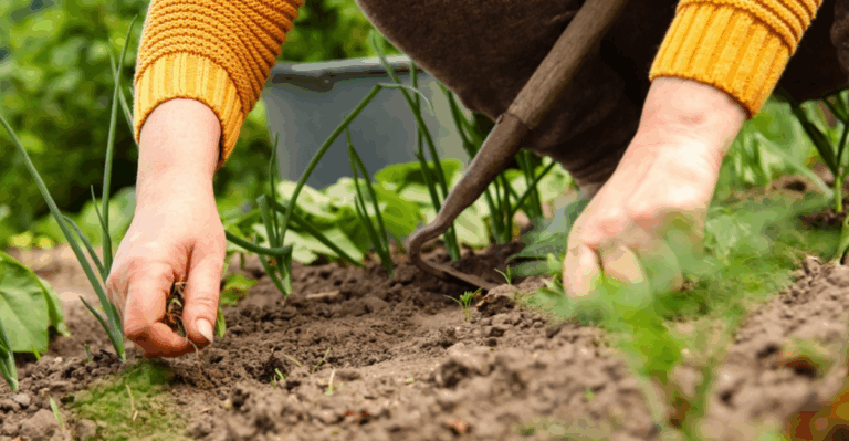 13 Low Effort Garden Projects for February That Make Spring Easier