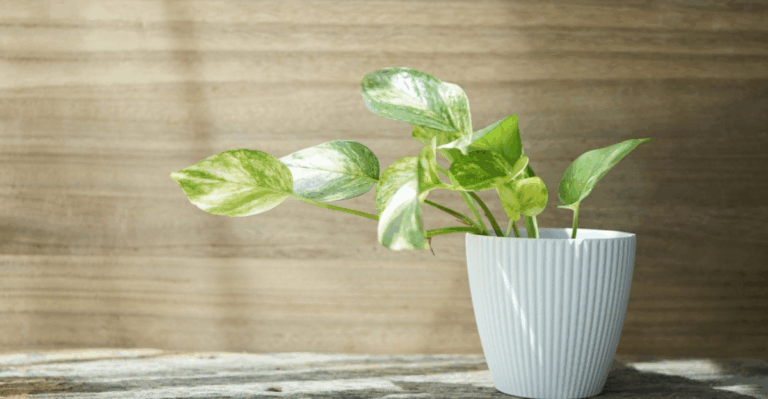 15 Low Light Houseplants That Thrive Through Late Winter