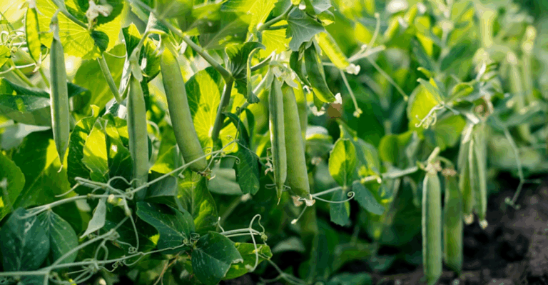 12 Pea Varieties That Do Well in Early Season Weather