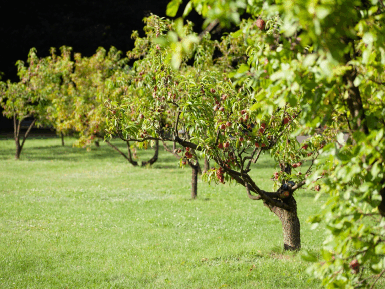 17 Fruit Trees and Bushes to Plant Before Spring Hits Full Swing
