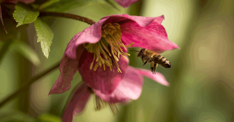 15 Plants That Feed Early Pollinators When Choices Are Few