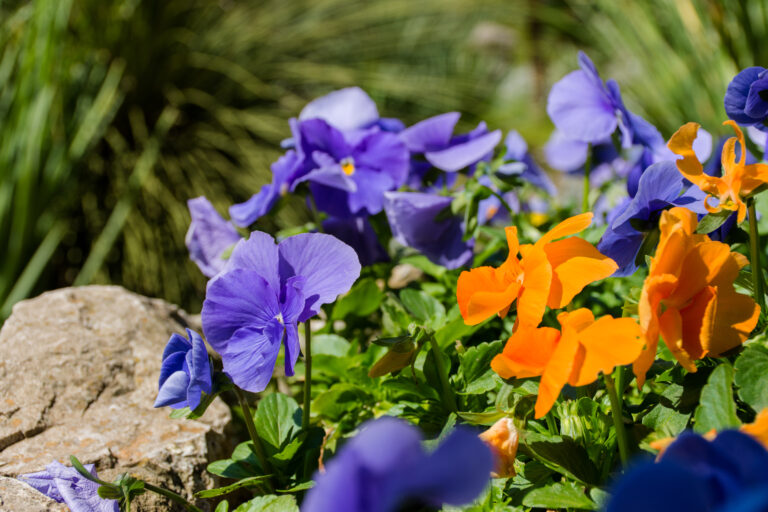 13 Plants That Make Great Borders Even Before Spring Starts