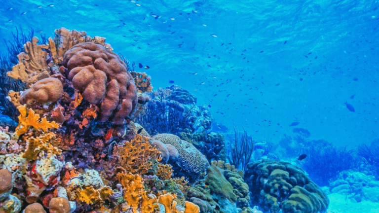 10 Rare Coral Types Reef Keepers Will Pay Big Money For