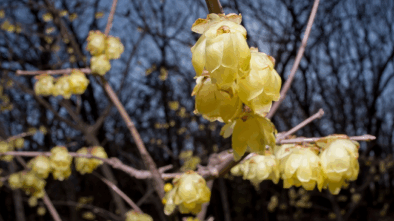 17 Shrubs That Start Blooming in Late Winter Even in Chilly Weather