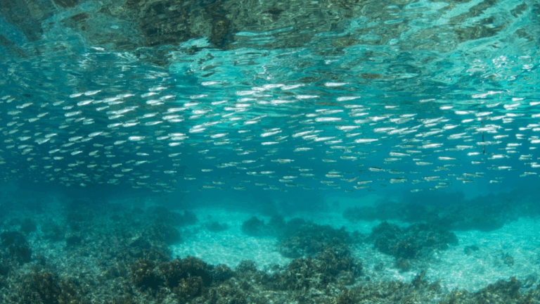 12 Small Fish Species Chefs Love for Big Flavor