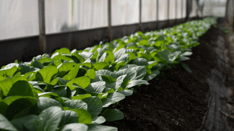 15 Cold Tolerant Greens You Can Grow Before The Last Frost