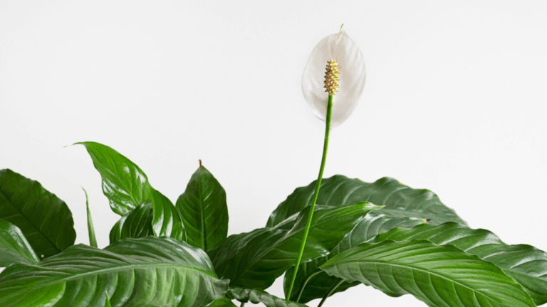 16 Houseplants That Bounce Back Fast After Dry Winter Air