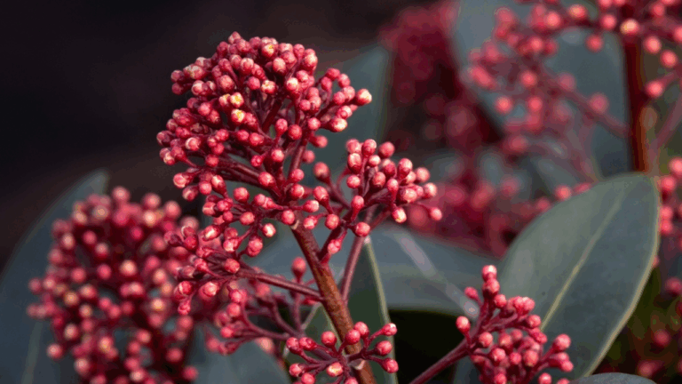 13 Plants That Look Good In February Even Without Flowers