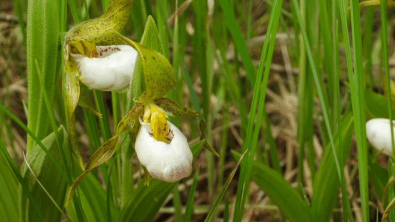 14 Rare Wildflowers You Can Grow From Seed In A Backyard Plot