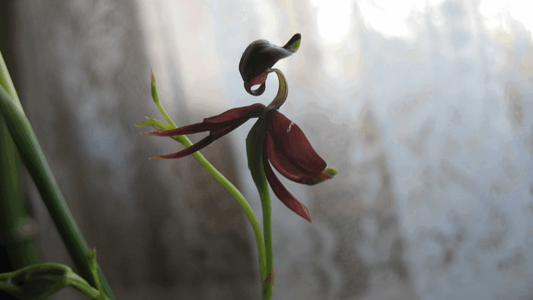 15 Rare Orchids With Wild Petal Shapes That Don’t Look Real