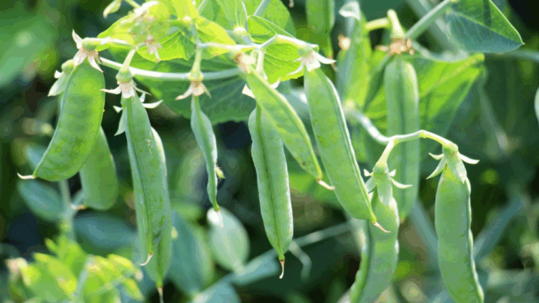 14 Vegetables You Can Plant in Batches While Nights Are Still Cold