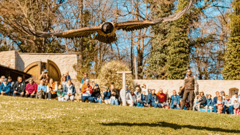 12 Best Late Winter Wildlife Trips With Eagle Watching And Easy Viewing Areas