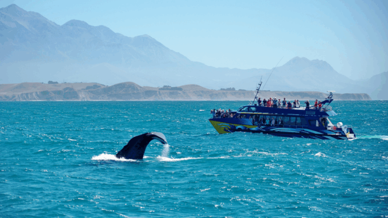 13 Best February Whale Watching Trips In The U.S. And What To Bring