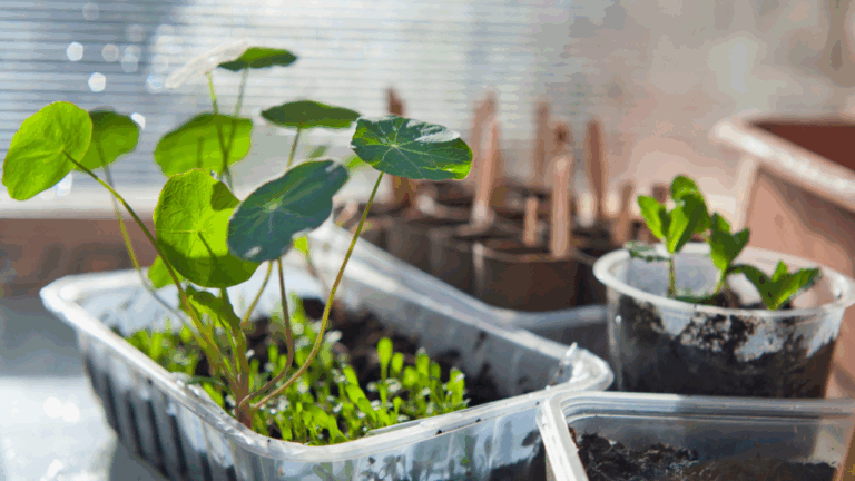 12 Container Garden Ideas That Beat Late Winter Blues