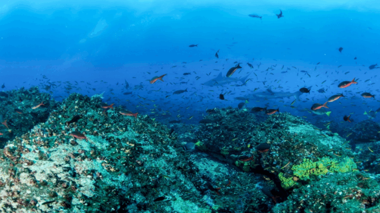 14 Rare Deep Sea Animals That Look Like They Are From Space