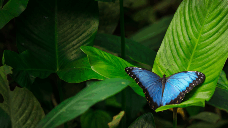 15 Rare Butterflies With Incredible Color Tricks
