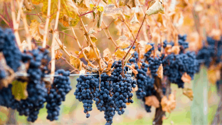 18 Historic Grape Varieties Behind Classic Wines