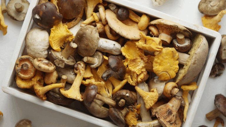 16 Wild Mushrooms With Flavors That Feel Like a Whole Meal