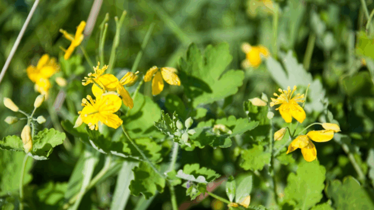 17 Hardy Perennials That Start Waking Up Before Spring Arrives
