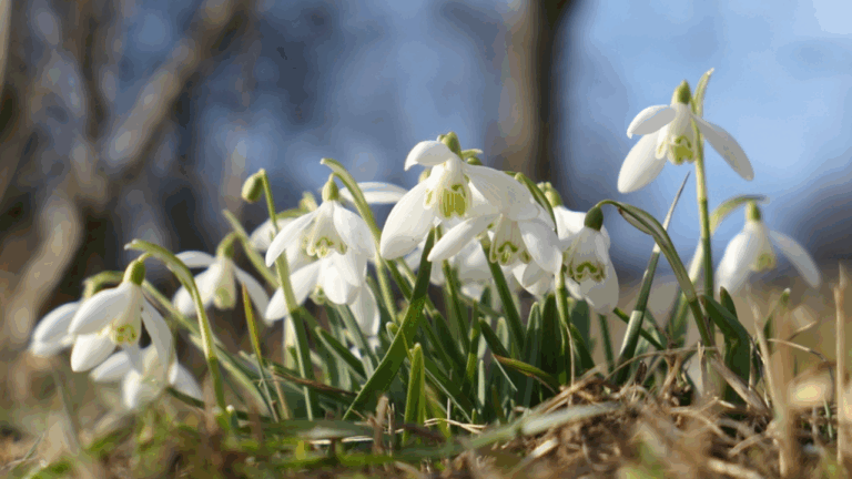 14 Early Blooming Bulbs That Can Pop Through Cold Soil