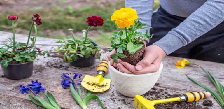 11 Bulbs and Tubers to Order Now So You Do Not Miss Planting Time