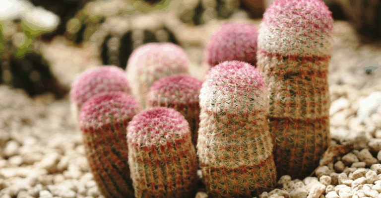 13 Rare Cactus Varieties with Naturally Colorful Spines
