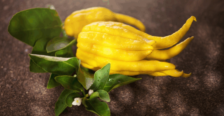 15 Rare Citrus Fruits with Perfume-Like Peels and Bright, Tangy Juice