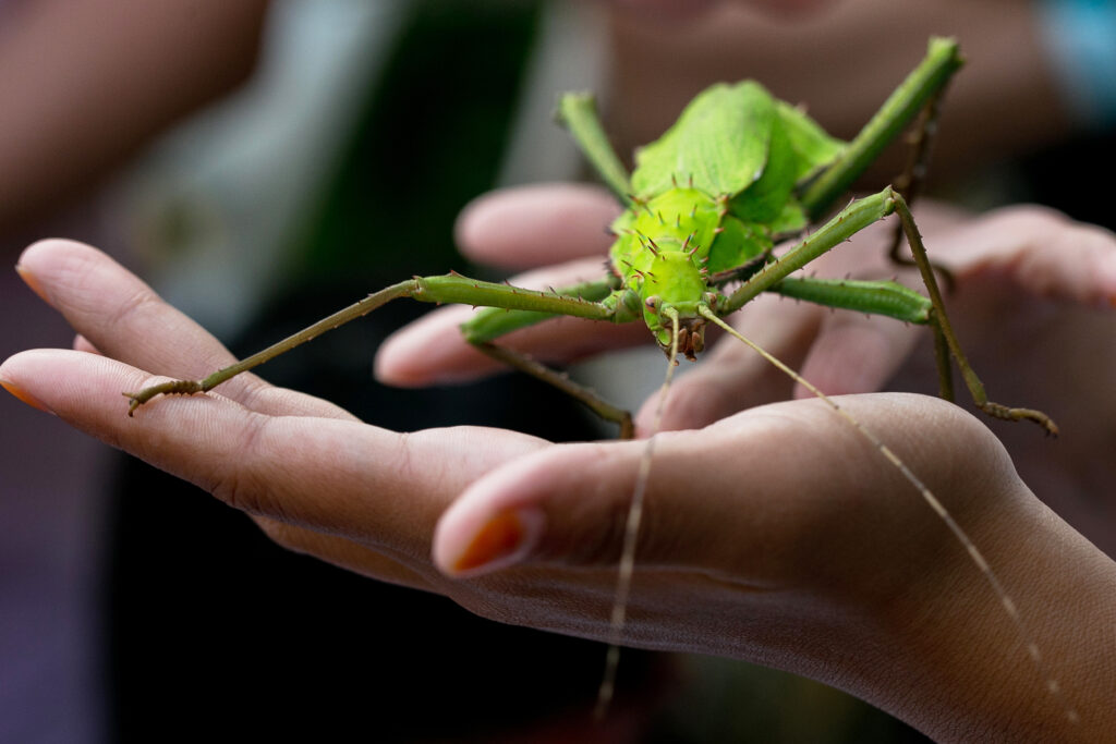 Insects For Pets 15 Rare Insects Kept As Pets In Some Countries