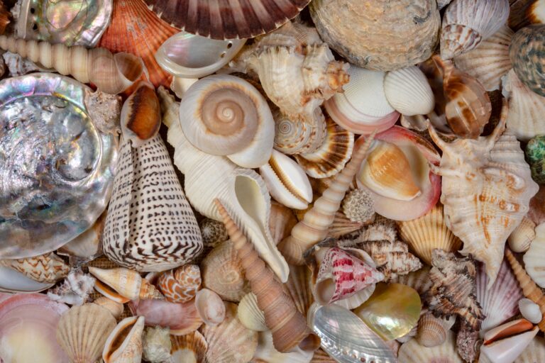15 Rare Seashells Beachcombers Dream About Finding