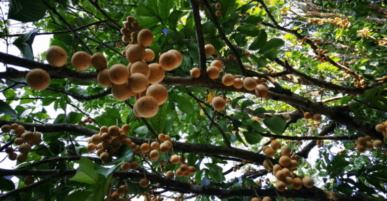 14 Rare Tree Fruits Most People Have Never Tasted