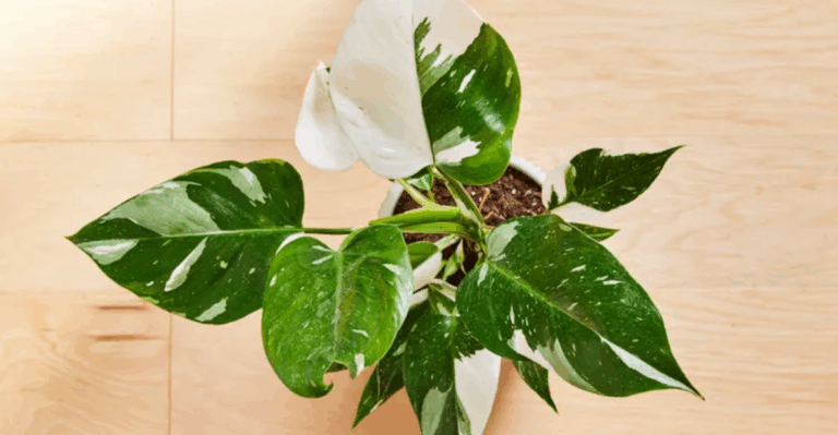 13 Rare Variegated Plants That Keep Their Color Indoors