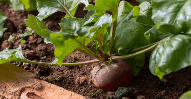 15 Root Vegetables That Start Strong When Nights Stay Cold