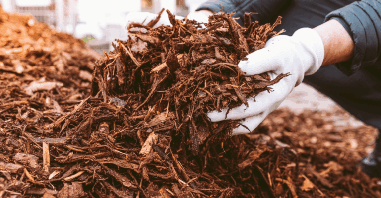 14 Smart Tips for Mulching in February