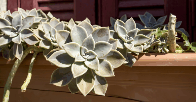 17 Succulents That Enjoy a Slow Return to Brighter Light