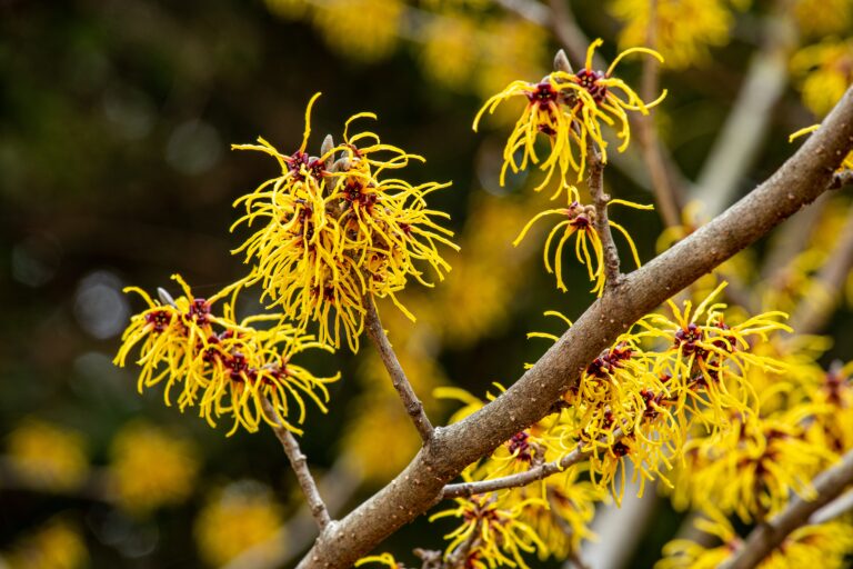 13 Plants With Interesting Bark Or Stems That Carry A Garden In Winter