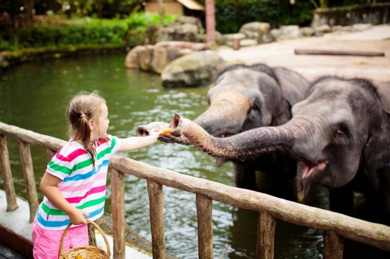 10 Zoo Experiences That Feel Like A Real Outing For Everyone