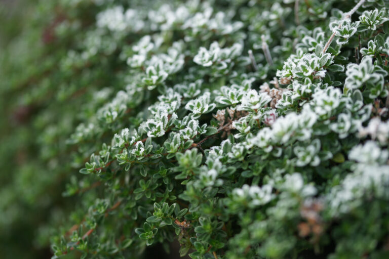 15 Plants That Handle Late Winter Frost and Wind Better Than Most