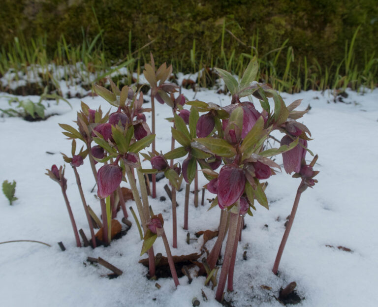 15 Late Winter Plants That Are Good for Beginner Gardeners