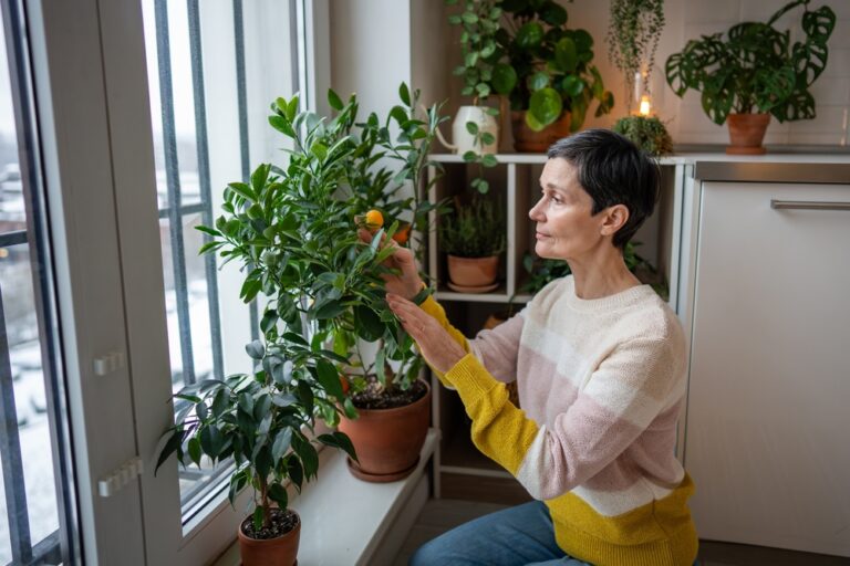 11 Citrus Care Tips For Chilly Nights And Dry Air