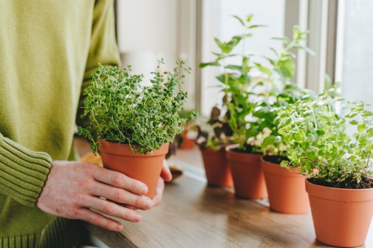 11 Herbs You Can Grow Indoors Until The Frost Clears