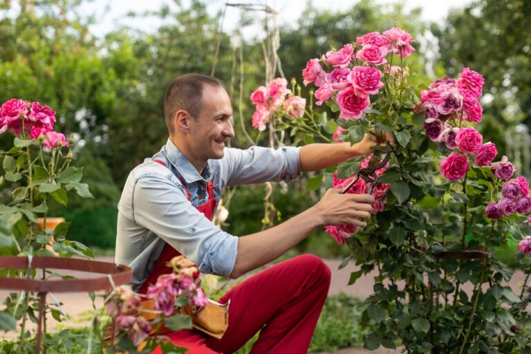 12 Roses To Prune Feed And Mulch Before March