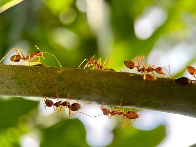 13 Rare Ant Species People Keep In Formicariums