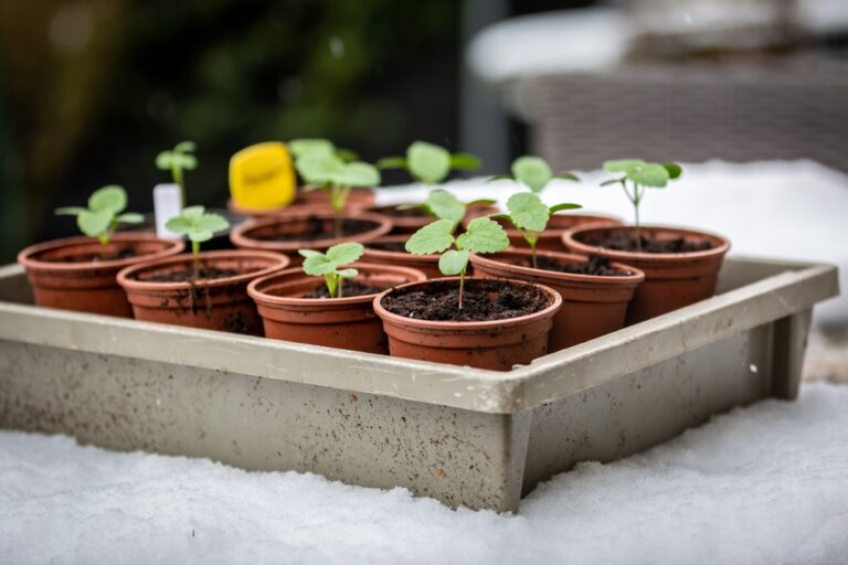 11 Ways To Stop Winter Mold And Fungus On Seedlings In February