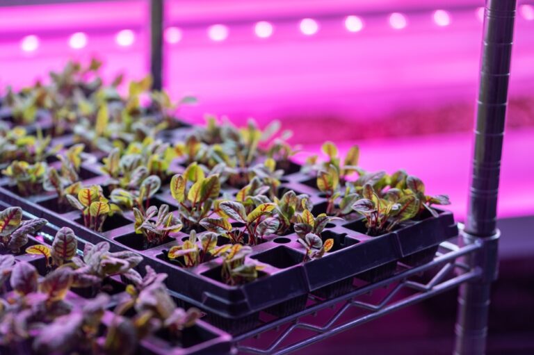 10 Easy Grow Light Setups For Stronger Seedlings