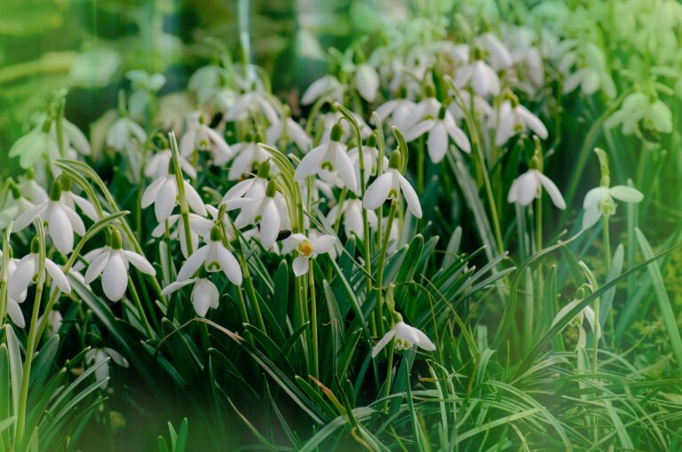 16 Plants That Bloom Before Your Yard Looks Awake